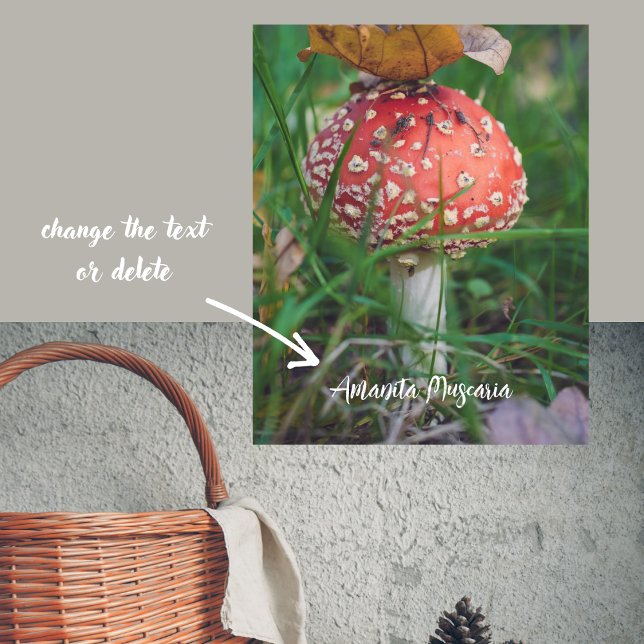 Red fly agaric mushroom poster (Creator Uploaded)