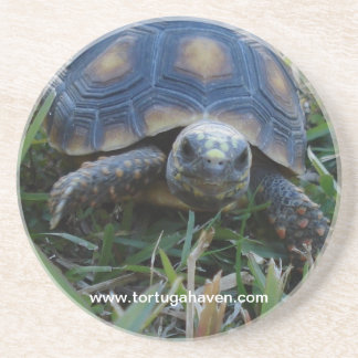 Red-Foot Tortoise Coaster