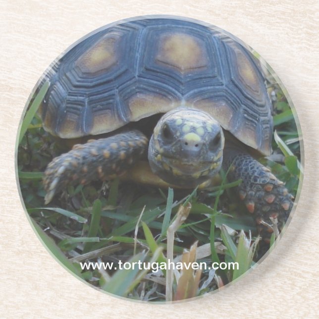 Red-Foot Tortoise Coaster (Front)
