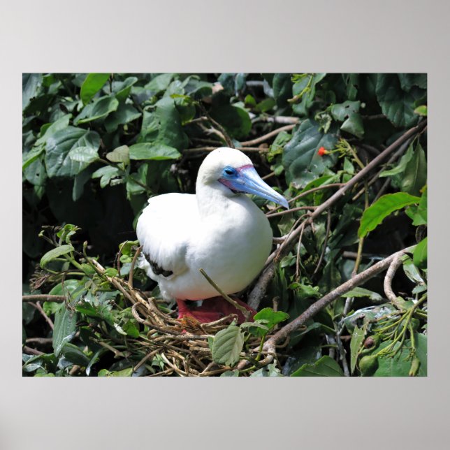 Red Footed Booby Poster (Front)