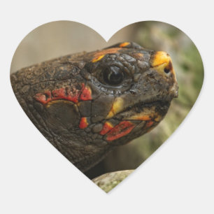 Red-Footed Tortoise Heart Sticker