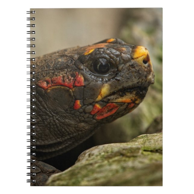 Red-Footed Tortoise Notebook (Front)