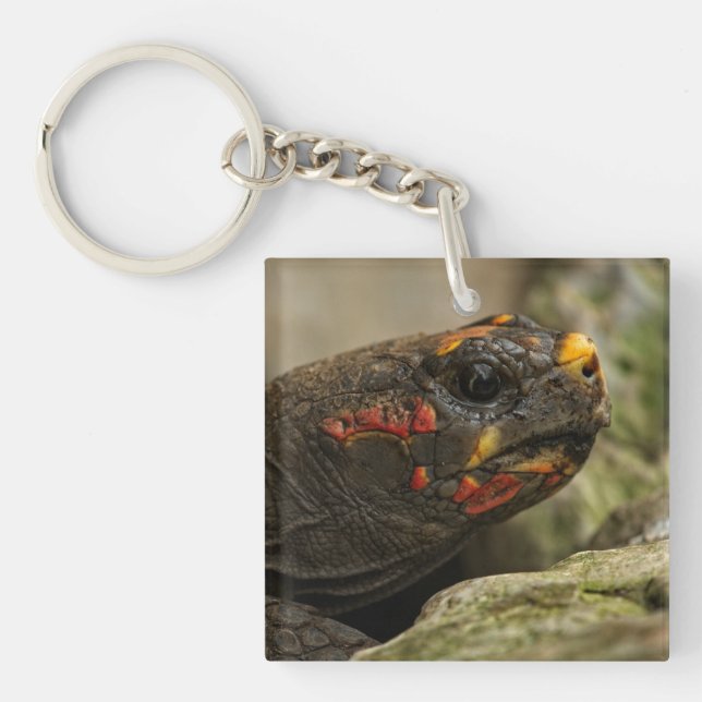 Red-Footed Tortoise Notebook Key Ring (Front)