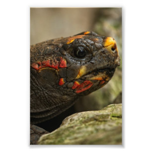 Red-Footed Tortoise Photo Print