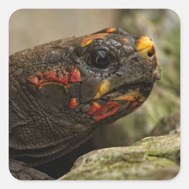 Red-Footed Tortoise Square Sticker (Front)