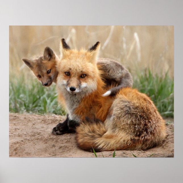 Red Fox And Baby Poster (Front)