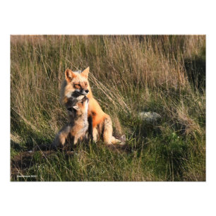 Red Fox and It's Kit Photo Print