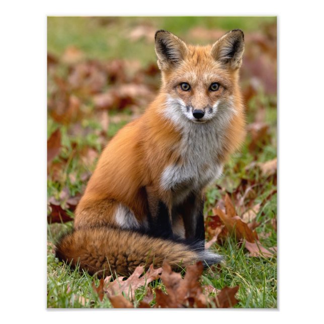 Red Fox And Leaves Photo Print (Front)