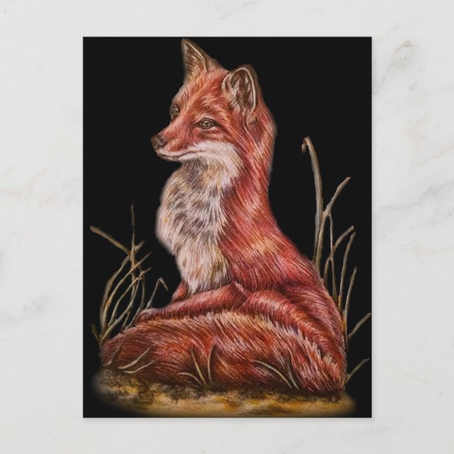 Red Fox Animal Art Drawing Postcard (Front)