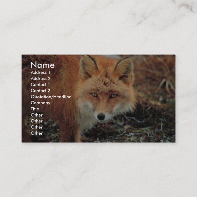 Red Fox at Cape Newenham Business Card (Front)