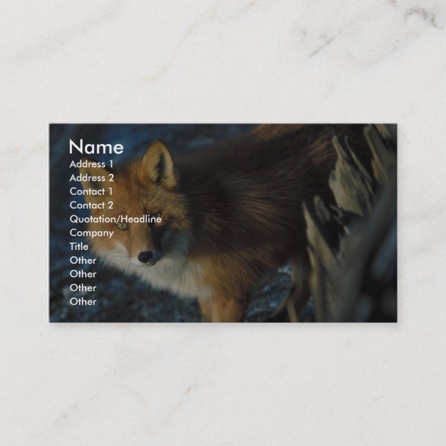 Red Fox at Shipwreck Courtney Ford Business Card (Front)