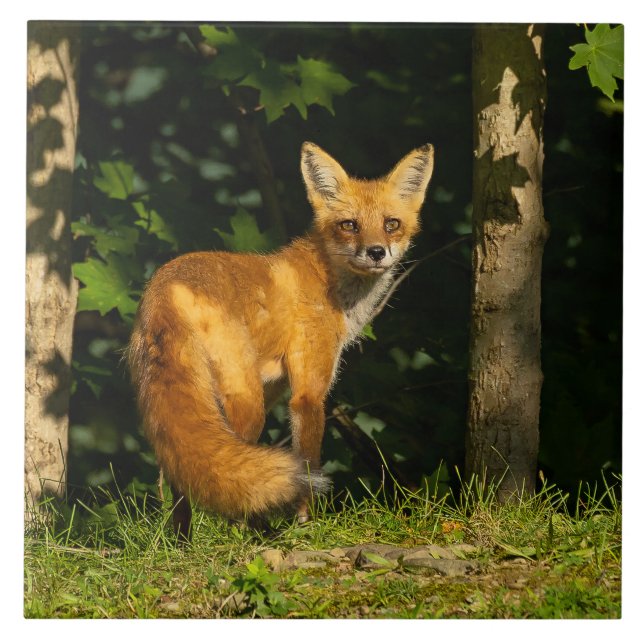 Red Fox Beauty Ceramic Tile (Front)