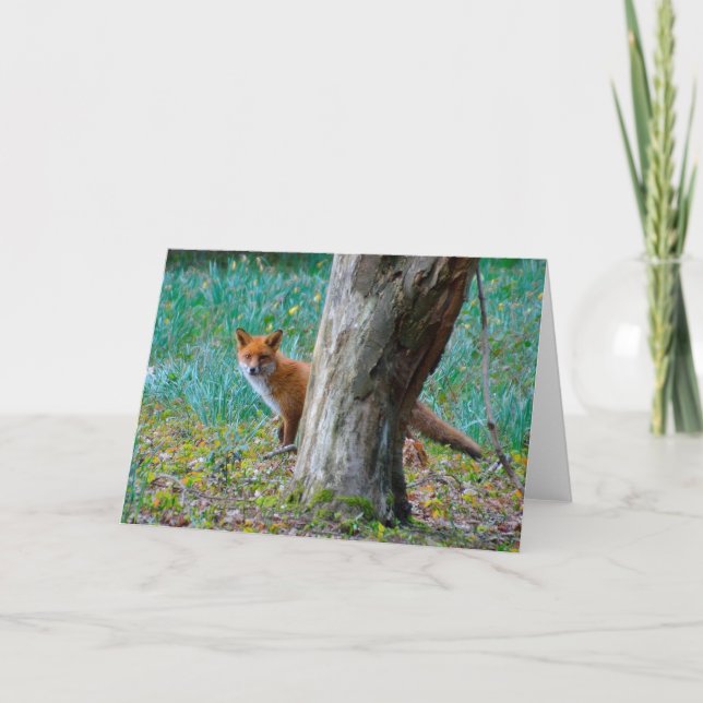 Red fox blank greeting card (Front)