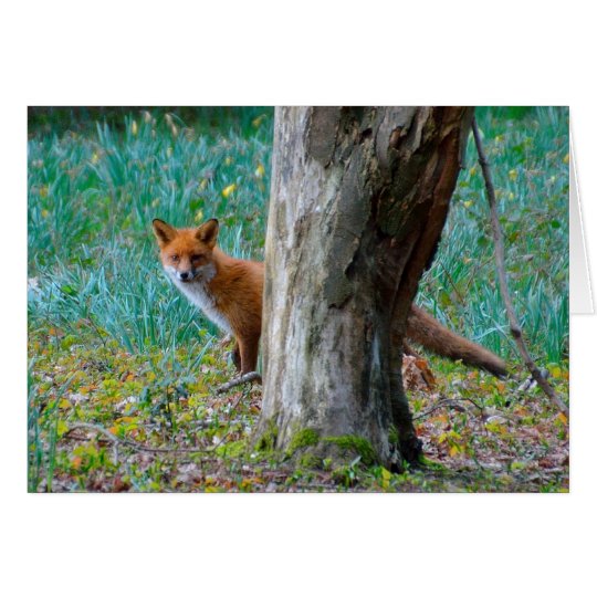 Red fox blank greeting card