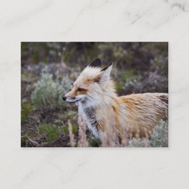 Red Fox - Business Card (Front)