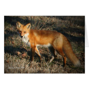 Red Fox Card