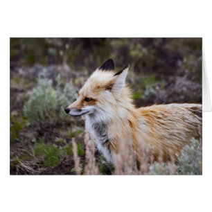Red Fox - Card