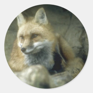 Red Fox Classic Round Sticker
