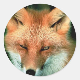 Red Fox Classic Round Sticker