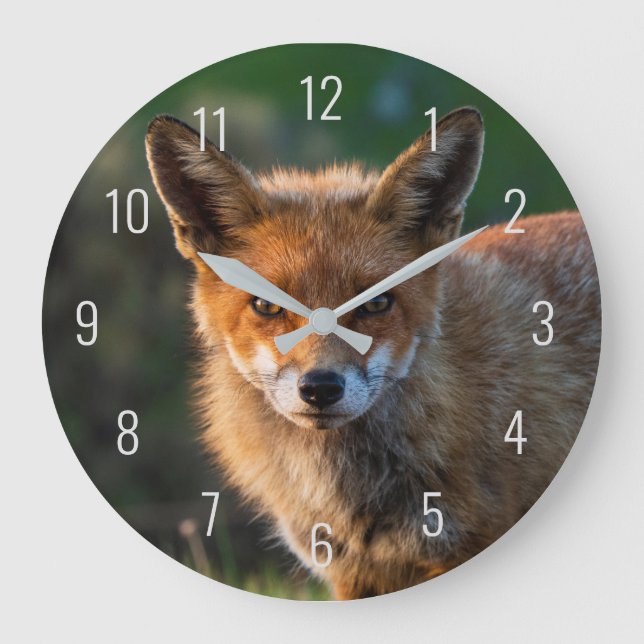 Red Fox Close Up Photo Portrait Face Sunset Large Clock (Front)