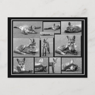 Red Fox Collage Black and White Postcard