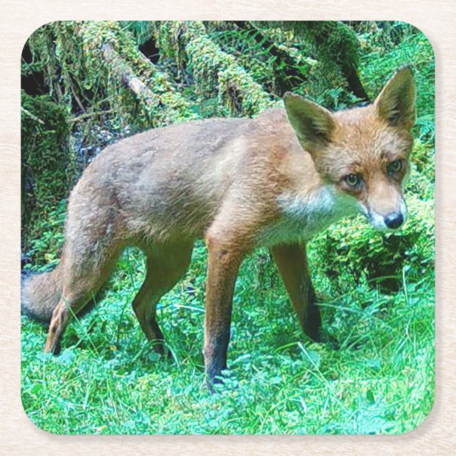 Red Fox Cub Coaster (Front)