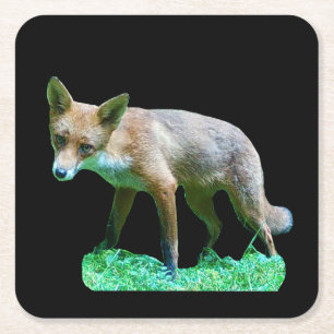 Red Fox Cub Coaster