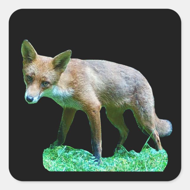 Red Fox Cub  Square Sticker (Front)