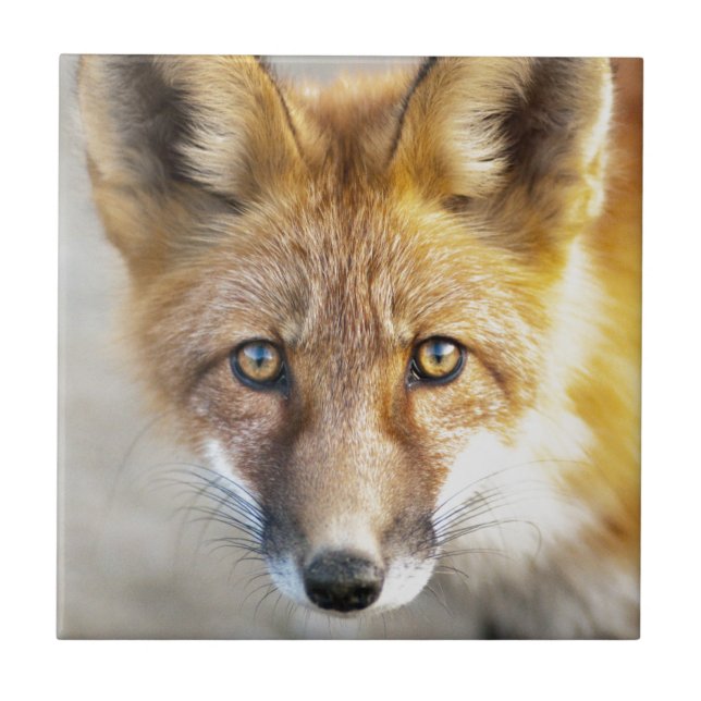 Red Fox Face, Close-up Ceramic Tile (Front)