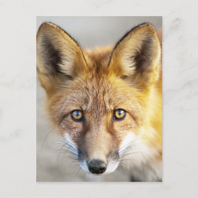 Red Fox Face, Close-up Postcard (Front)