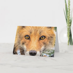 Red Fox Face - Eyes Card