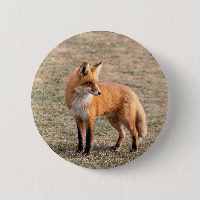 Red Fox in a field 6 Cm Round Badge (Front)