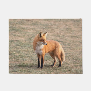 Red Fox in a field Doormat