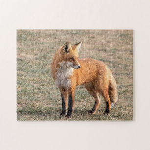 Red Fox in a field Jigsaw Puzzle