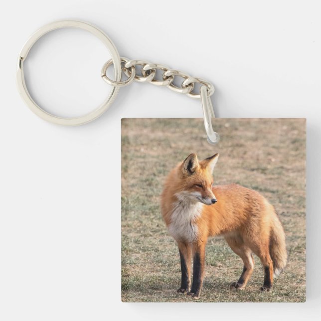 Red Fox in a field Key Ring (Front)