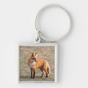 Red Fox in a field Key Ring