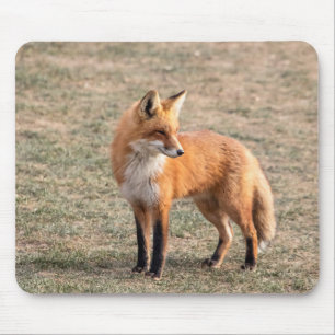Red Fox in a field Mouse Pad