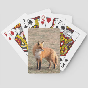 Red Fox in a field Playing Cards