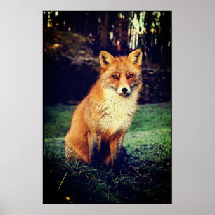 Red Fox in a Forest Poster