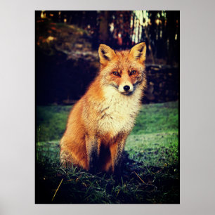 Red Fox in a Forest Poster