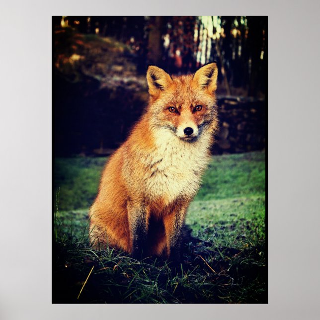 Red Fox in a Forest Poster (Front)