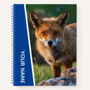 Red Fox in Australia, Blue Notebook