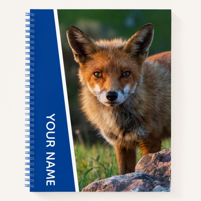 Red Fox in Australia, Blue Notebook (Front)