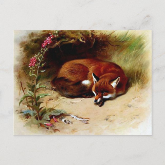 Red Fox in Front of Her Den Postcard (Front)