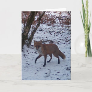 Red Fox in Snow Greeting Card Add Own Text