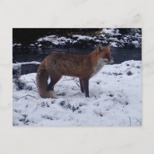Red Fox in Snow Holiday Postcard