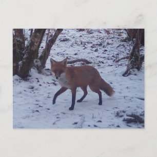 Red Fox in Snow Holiday Postcard