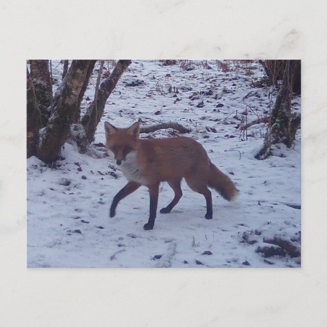 Red Fox in Snow  Holiday Postcard (Front)