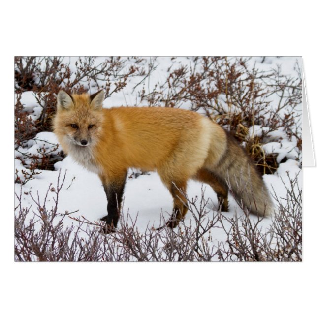 Red Fox in snow in winter (Front Horizontal)