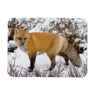 Red Fox in snow in winter Magnet